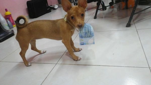 Oh Mi Mascota - Episodio 19