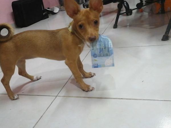 Oh Mi Mascota - Episodio 19