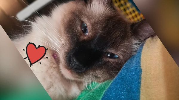 Oh Mi Mascota - Episodio 3