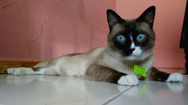 Oh Mi Mascota - Episodio 2
