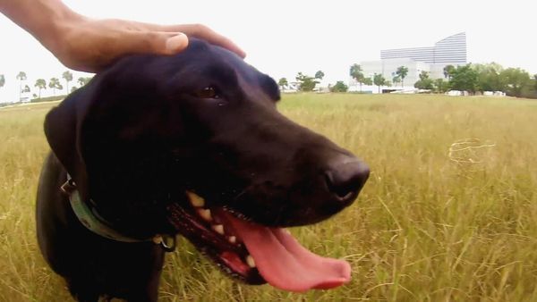 Oh Mi Mascota - Episodio 5