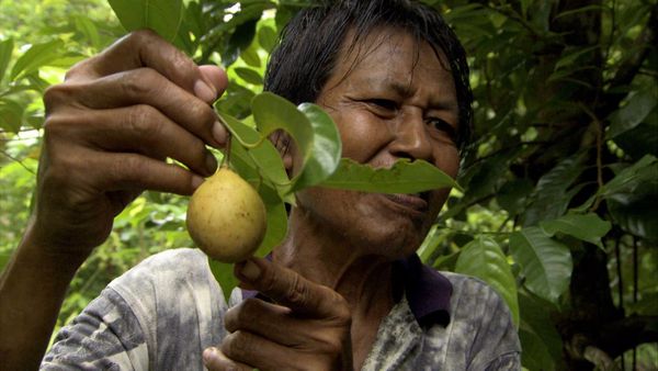 The Spice Trail - Nutmeg and Clove