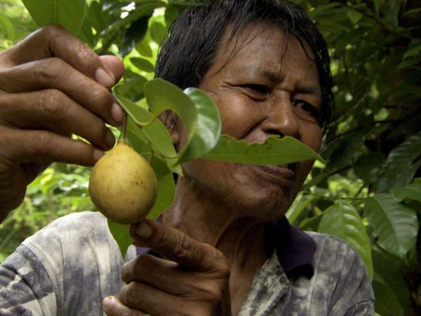The Spice Trail - Nutmeg and Clove