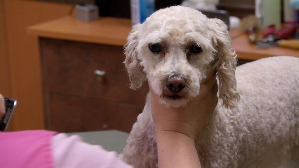 Undercover Boss Canada - PJ’s Pet Centres