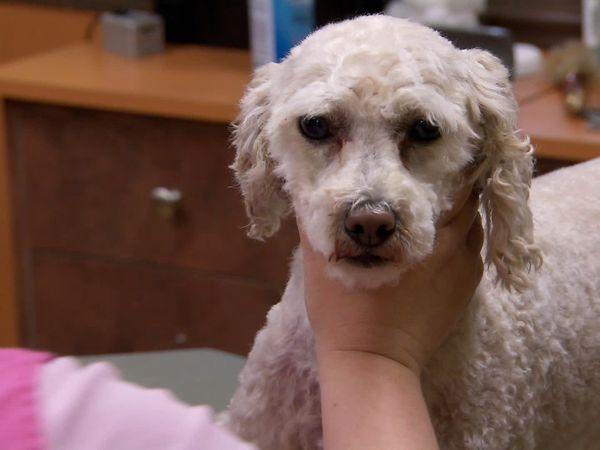 Undercover Boss Canada - PJ’s Pet Centres