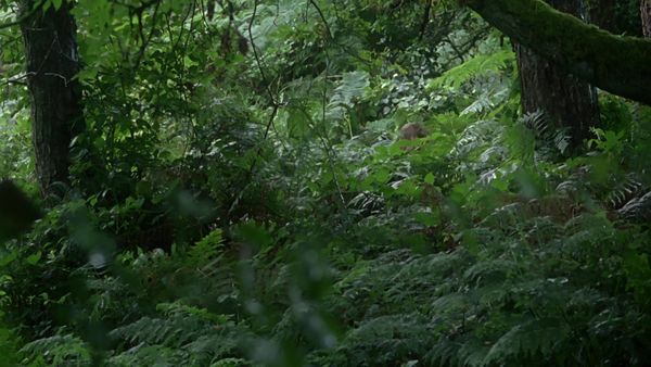Doc Martin - Out of the Woods