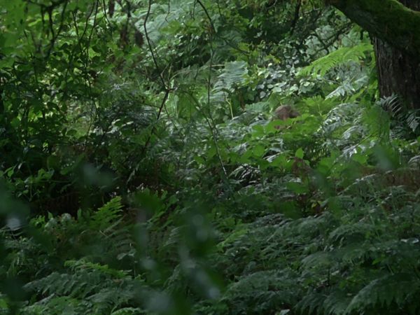 Doc Martin - Out of the Woods