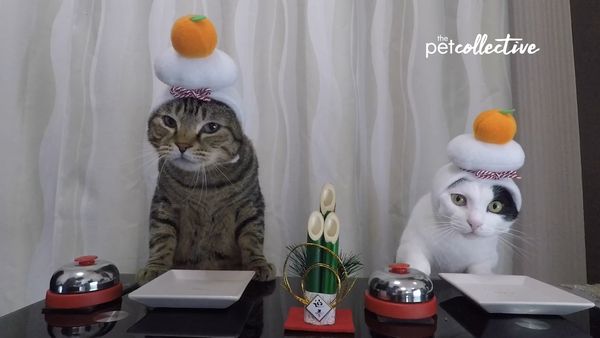 Mascotas especiales - Pets In Threads