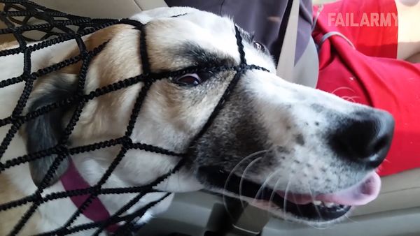 Internet Fails - Perros torpes