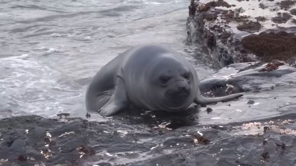 Internet Fails - Animales sucios