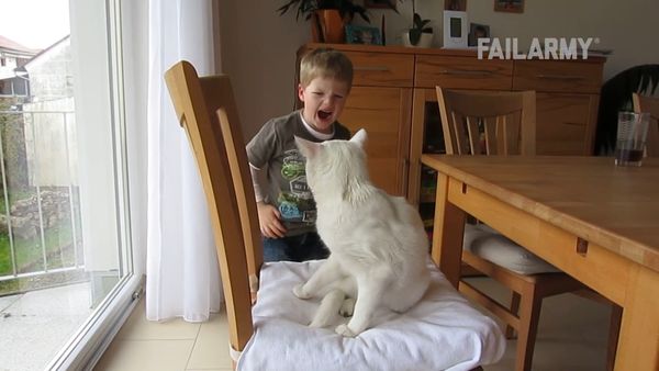 Internet Fails - Fauna silvestre