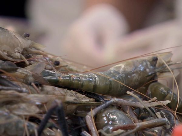 Hell's Kitchen (Censored) - 18 Chefs Compete