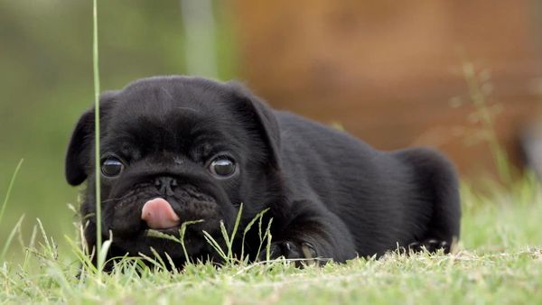 Baby Animals Around the World - Animales Bebés de Asia