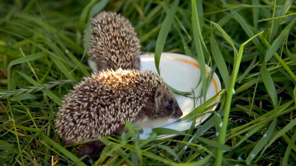 Baby Animals Around the World - Baby Animals from Europe