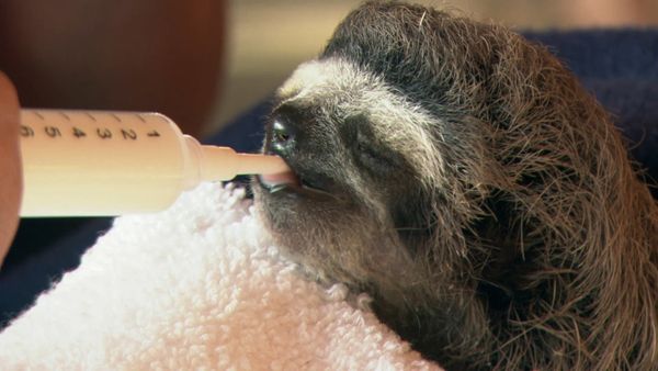 Baby Animals Around the World - Baby Animals from Latin America