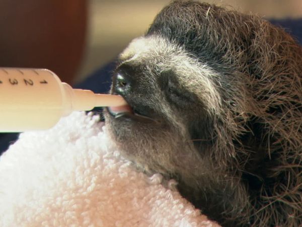Baby Animals Around the World - Baby Animals from Latin America