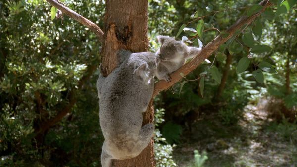 Baby Animals Around the World - Baby Animals from Australia and New Zealand