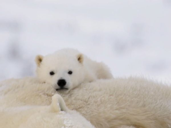 Baby Animals Around the World - Baby Animals from Polar Regions