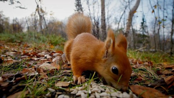 Baby Animals Around the World - Baby Animals from the United Kingdom