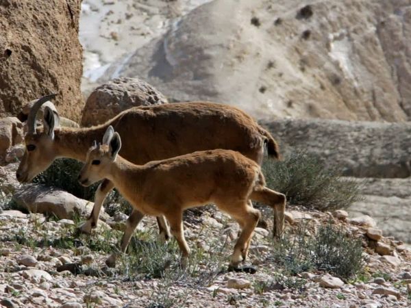 Baby Animals Around the World - Más animales bebés de África