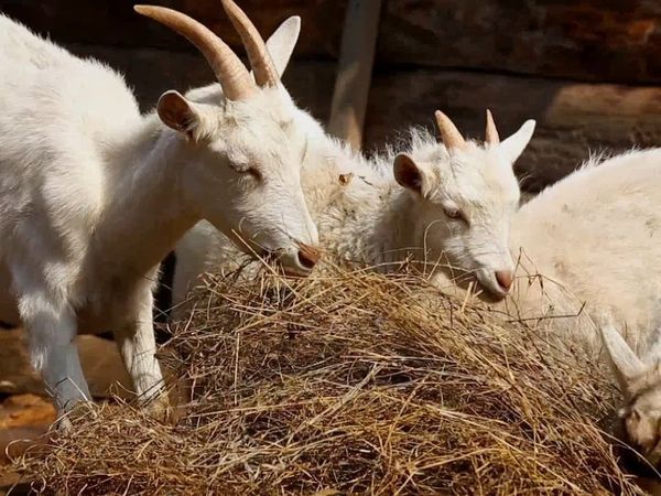 Baby Animals Around the World - Animales bebés de África