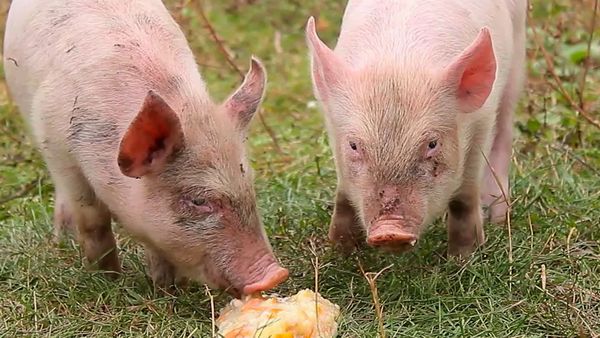 Animales bebes y sus amigos - Más bebés primaverales