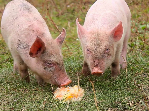 Animales bebes y sus amigos - Más bebés primaverales