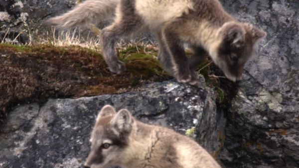 Animales bebes y sus amigos - Bebés en frío extremo