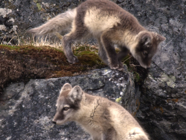 Animales bebes y sus amigos - Bebés en frío extremo