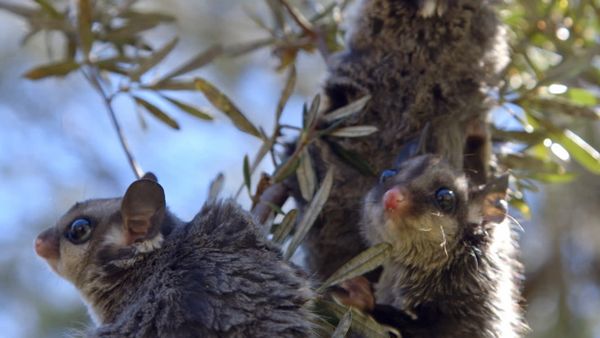Animales bebes y sus amigos - Más bebés invernales