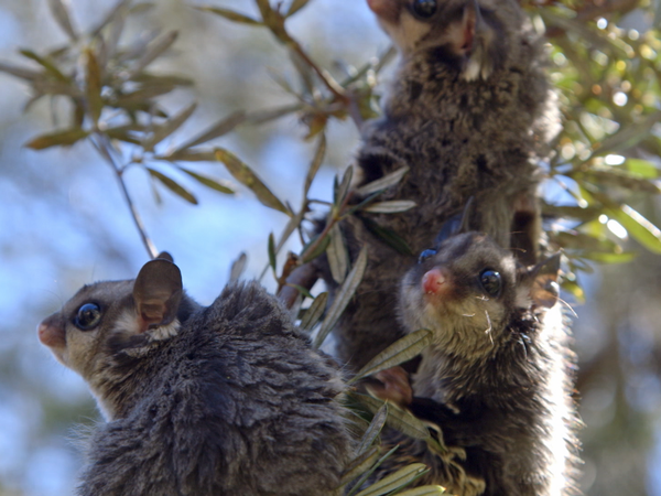 Animales bebes y sus amigos - Más bebés invernales