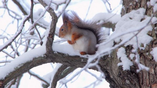 Animales bebes y sus amigos - Bebés invernales