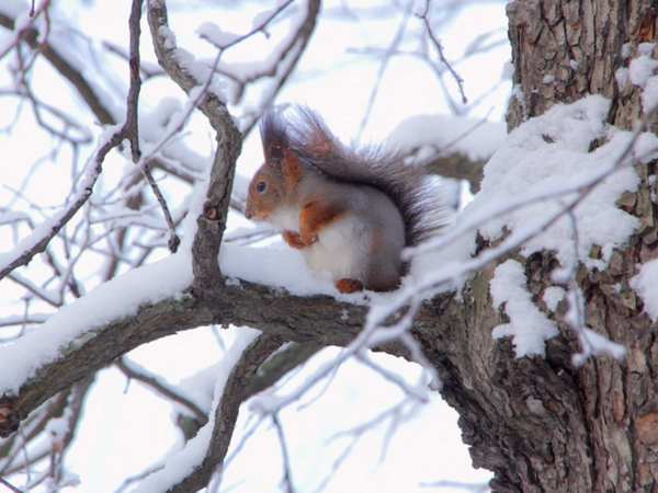 Animales bebes y sus amigos - Bebés invernales