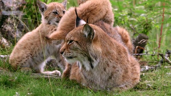 Animales bebes y sus amigos - Bebés primaverales