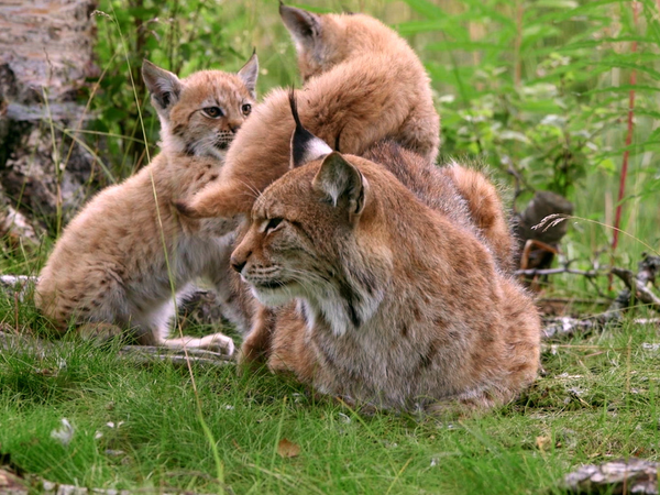 Animales bebes y sus amigos - Bebés primaverales