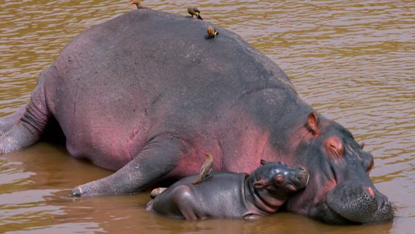Animales bebes y sus amigos - Bebés en calor extremo