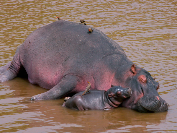 Animales bebes y sus amigos - Bebés en calor extremo