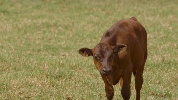 Animales bebes y sus amigos - Bebés otoñales