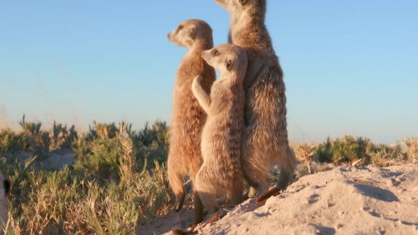 Baby Animals and Friends - Más Bebés otoñales