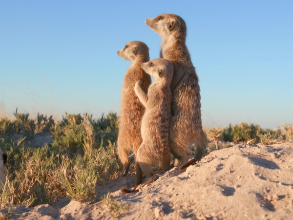 Baby Animals and Friends - Más Bebés otoñales