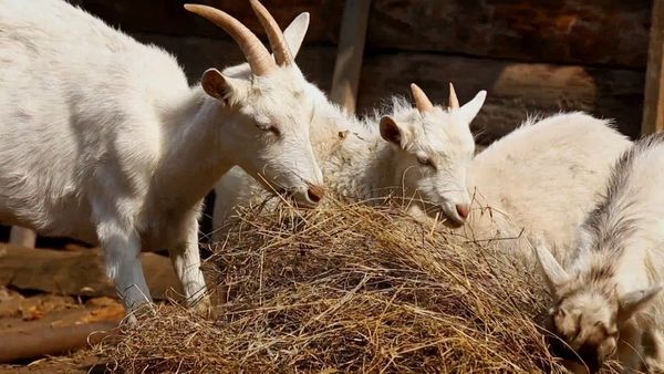 Nuestro animales bebes - Animales bebés de África