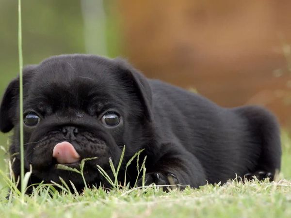 Nuestro animales bebes - Animales bebés de Asia