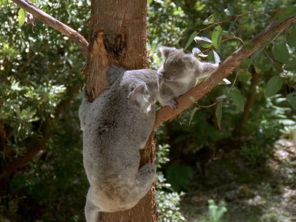 Nuestro animales bebes - Animales bebés de Australia y Nueva Zelanda