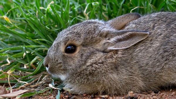 Nuestro animales bebes - Animales bebés de América del norte