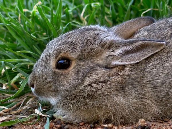 Nuestro animales bebes - Animales bebés de América del norte