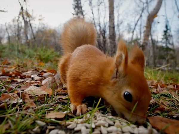 Nuestro animales bebes - Animales bebés de Reino Unido