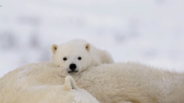 Nuestro animales bebes - Animales bebés de regiones polares