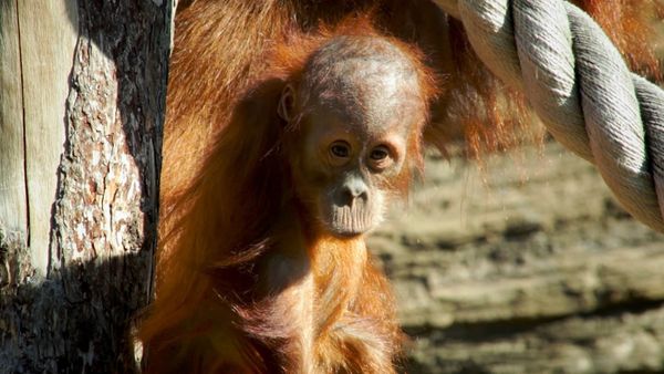 Nuestro animales bebes - Animales bebés del sudeste asiático