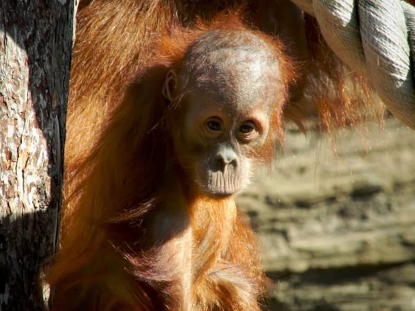 Nuestro animales bebes - Animales bebés del sudeste asiático