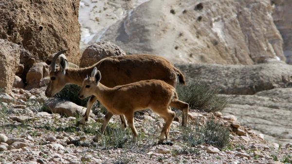 Nuestro animales bebes - Más animales bebés de África